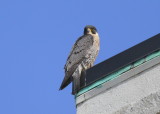 Peregrine Falcon, adult male