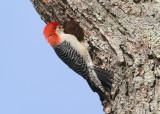 Red-bellied Woodpecker, male