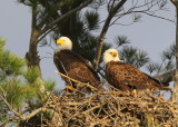 Bald eagle, adults