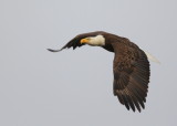 Bald eagle in flight