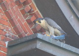 Peregrine Falcon, adult female; V/5 leg band