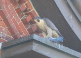 Peregrine Falcon, adult female; V/5 leg band