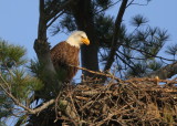 Bald Eagle, adult in nest