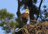 Bald Eagle, adult in nest