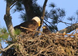 Bald Eagle nest; adult and eaglet