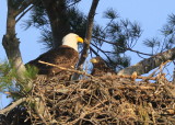 Bald Eagle nest; adult and eaglet