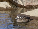 Harlekijneend - Harlequin Duck