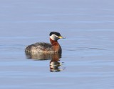Roodhalsfuut - Red-necked Grebe