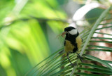 Great Tit  ( Parus major )