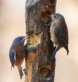 _MG_3010 Male and Female Bluebirds