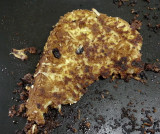Spectacular French Toast