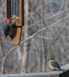 _MG_2884 Bluebird waiting turn at the feeder