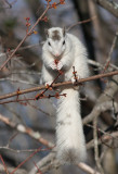 _MG_3344 Tender Maple Buds are a Squirrel Treat