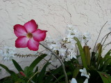 Flowers in my sisters entryway