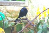 Shiny Cowbird.jpg