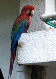 Red and Green Macaw.jpg