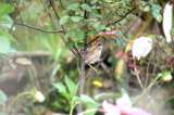 Rufous-collared Sparrow.jpg