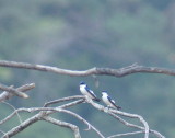 White-winged Swallow.jpg
