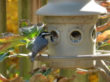 Nuthatch Red Breasted 111112 e.JPG