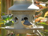Nuthatch Red Breasted 111112 f.JPG
