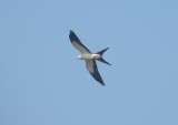 Swallow Tailed  kite Gladys VA Aug 2011 b.JPG
