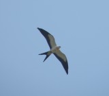 Swallow tailed Kite Gladys VA Aug 2011 3.JPG