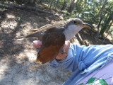 cuckoo Yellow Billed  Cuckoo Kiptopeke Banding station Oct 2012.JPG