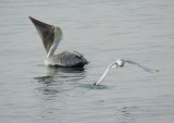 Bonepartes gull and Pelican a.JPG