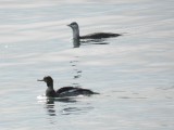 Loon red throated and merganser.JPG