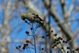 Goldfinch Jan 13 a.JPG