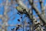 Goldfinch Jan 13 aaaa.JPG