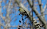 Goldfinch Jan 13 b.JPG