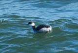 Grebe Horned Ft Monroe Jan 13 e.JPG