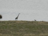 Lapwing and GBH 030213 e.JPG