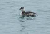 Grebe Horned VB 032413 b.JPG