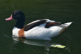 Common Shelduck