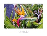 Bird of Paradise