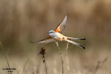 Scissor-tailed Flycatcher. Ozaukee Co, WI
