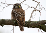 Northern Hawk Owl. Door Co. WI