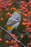 Pine Grosbeak. Door Co. WI