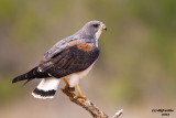 White-tailed Hawk. Laguna Seca Ranch. South Texas