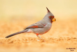 Pyrrhuloxia, Laguna Seca Ranch, South Texas