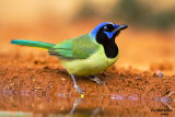 Green Jay. Laguna Seca Ranch, South Texas