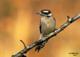 Downy Woodpecker. Chesapeake, OH