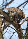 Great Grey Owl. Middleton, WI