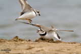 Piping Plovers. Racine, WI