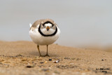 Piping Plover. Racine, WI