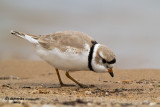 Piping Plover. Racine, WI