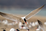 Caspian Tern. North Beach, Racine