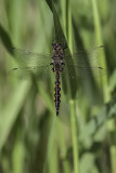 pithque canine / Beaverpond Baskettail female (Epitheca canis)